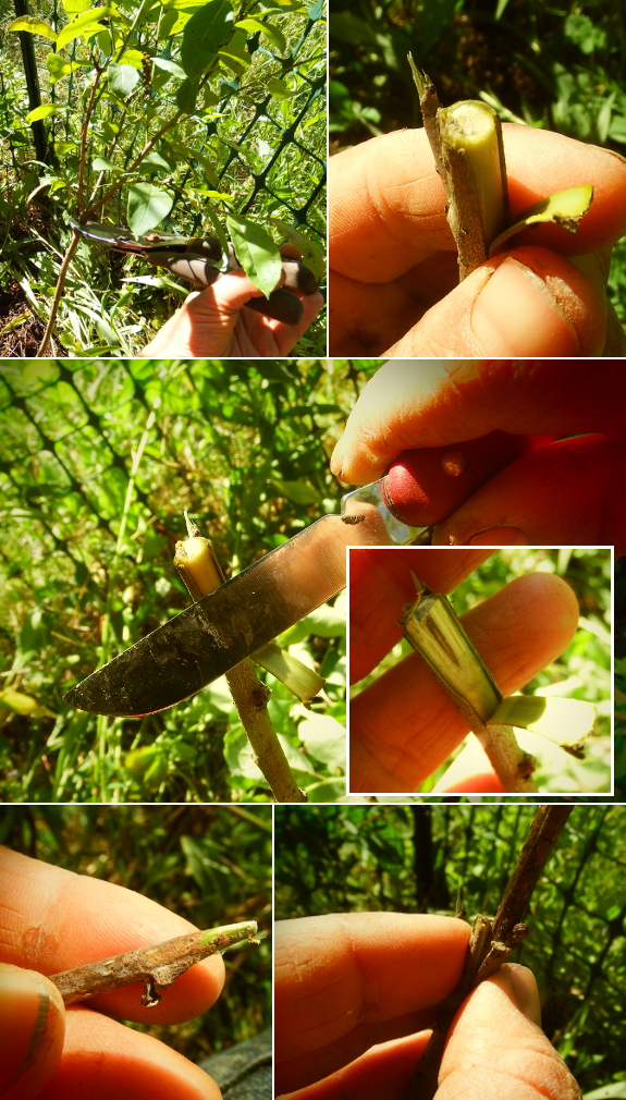 Bark-grafting persimmon