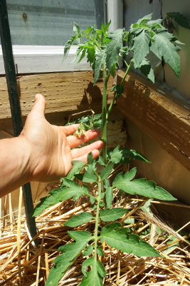 First tomato blooms