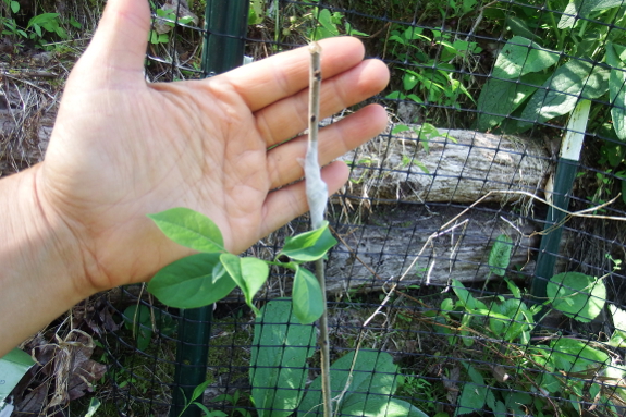 Whip grafted persimmon