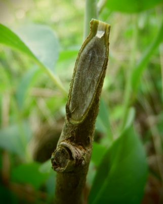 Whip-grafting persimmon