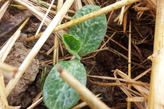 Butternut squash seedling