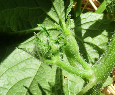 Cucumber flower bud