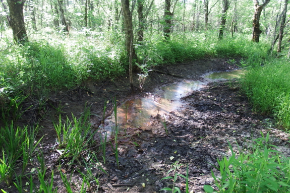 Swamp drying up