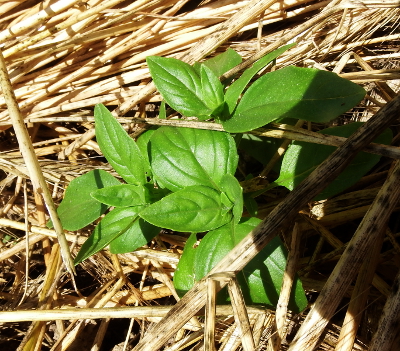 Young basil plant