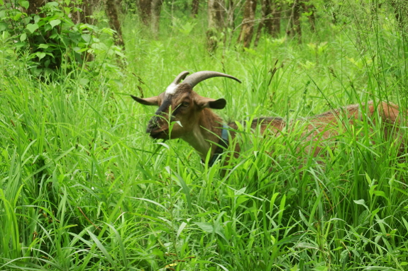 Goat eating sedge nuts