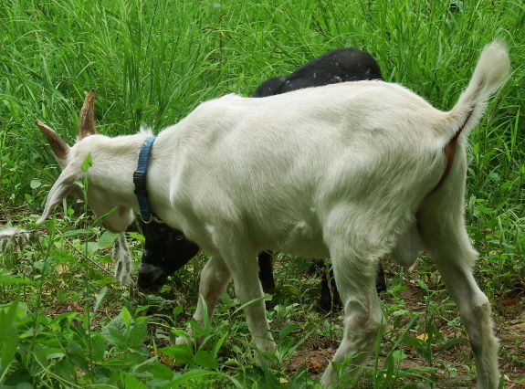 Goats eating willow seeds