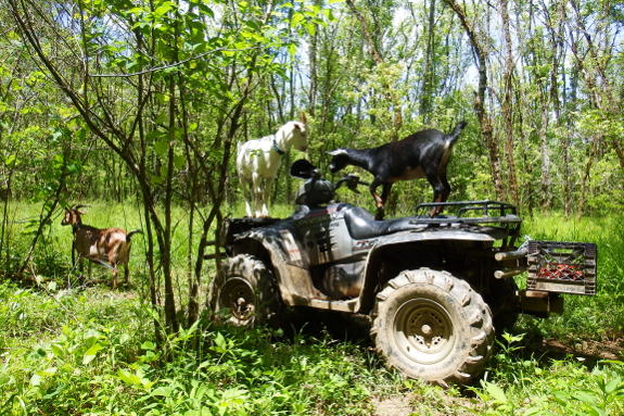 Goats riding an ATV