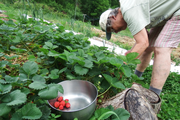 Picking strawberries