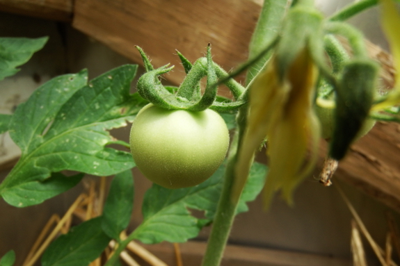 Baby tomato