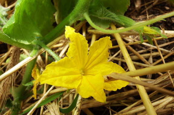 Cucumber flower