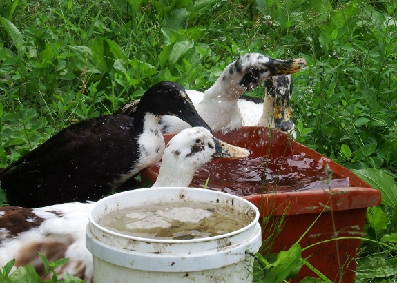 ducks dipping in tub of water next to bucket