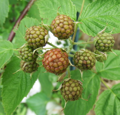 Ripening black raspberry