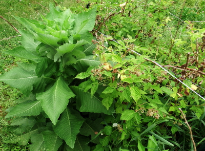 Weedy raspberry