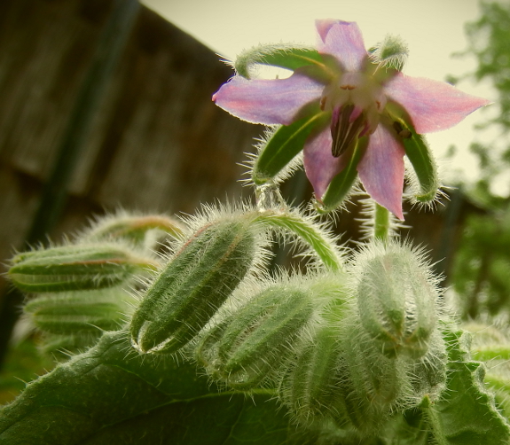 Blooming borage