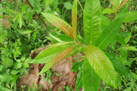 Growing willow cutting