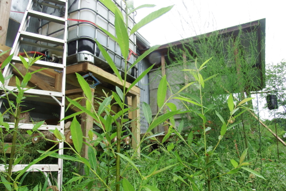 IBC rain barrel