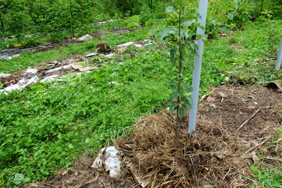 Mulching with cardboard