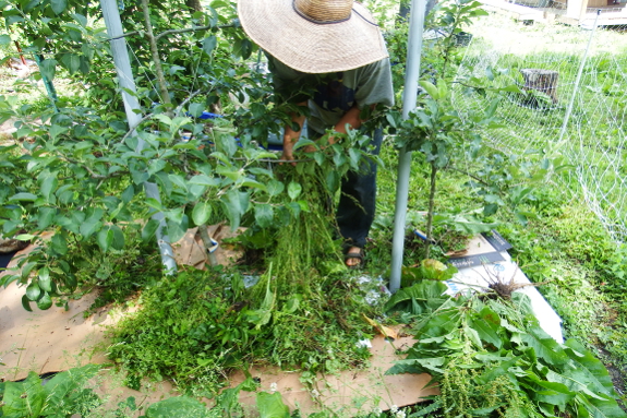 Mulching with weeds