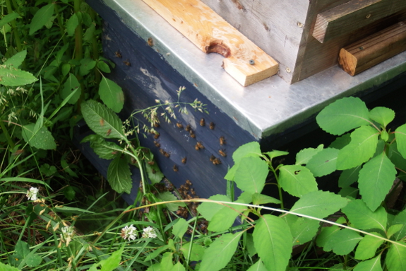 Bees on entrance to the hive