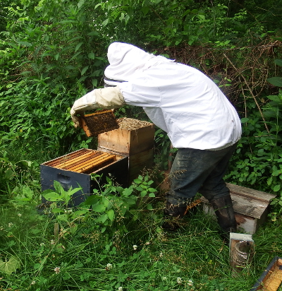 Inspecting a hive