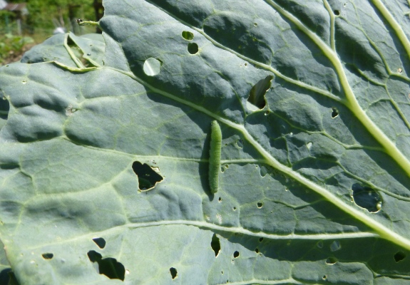 close up of cabbage worm on cabbage leaf