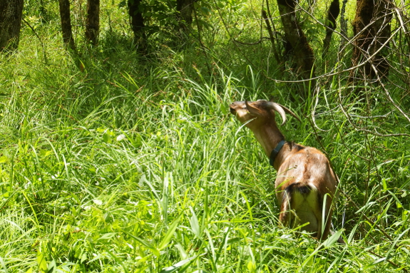 Goat grazing in swamp