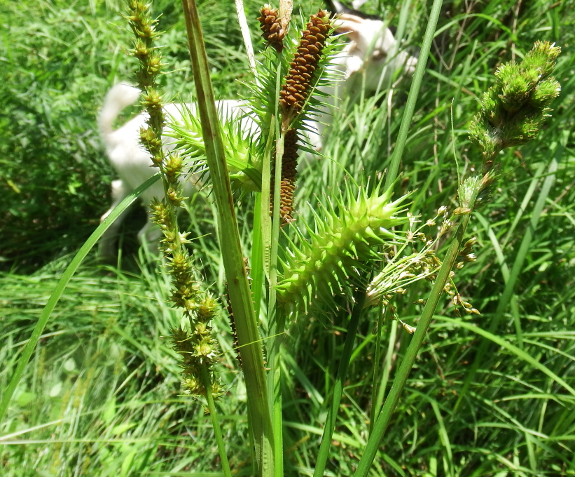 Wetland plants