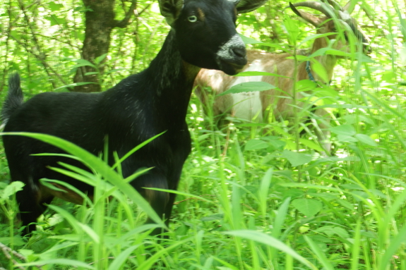 Yearling goat