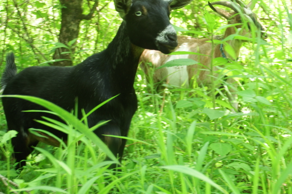 Goats in the woods