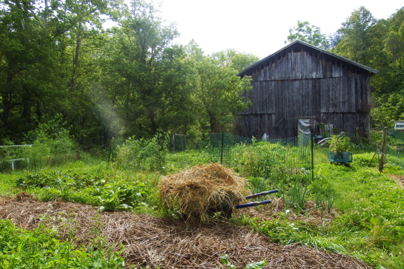 June garden