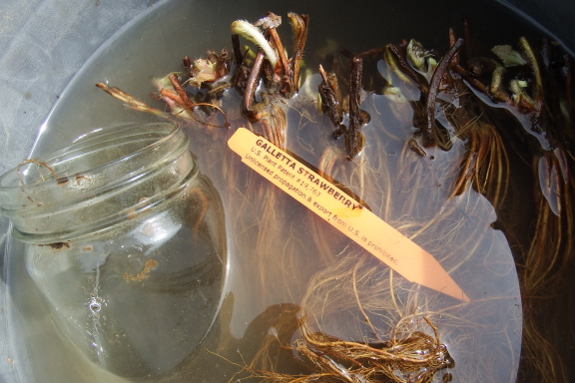 Soaking strawberry roots