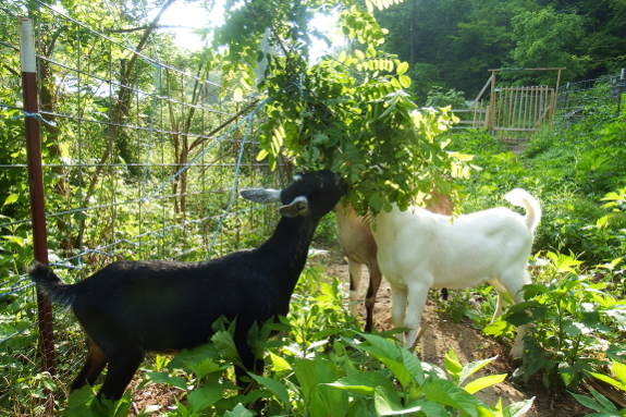 Goats eating black locust leaves