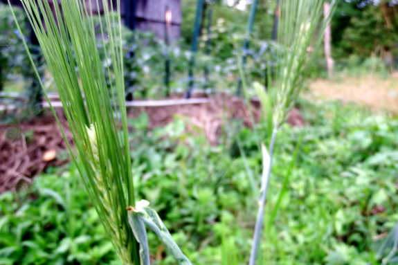 Barley heads