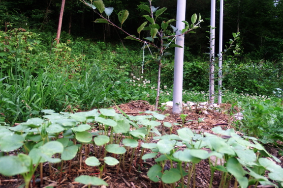 Buckwheat groundcover