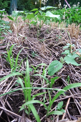 Cover crop polyculture