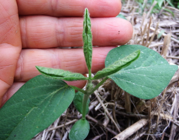 Young soybean
