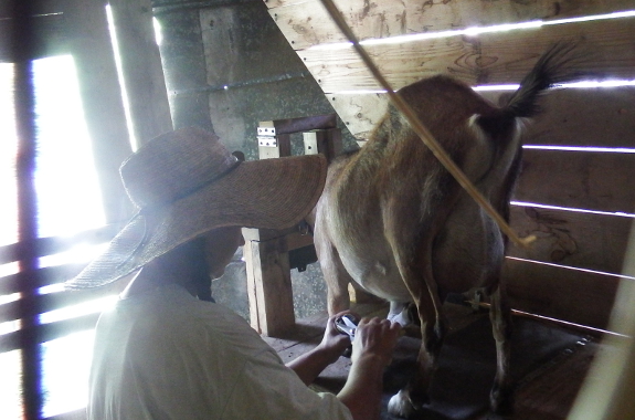 Trimming a goat hoof