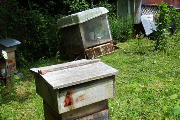 Brooder in the apiary