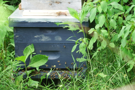 Busy bee hive