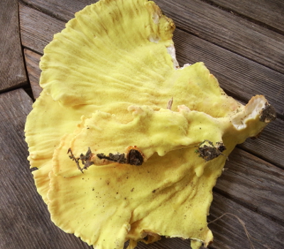 Laetiporus underside