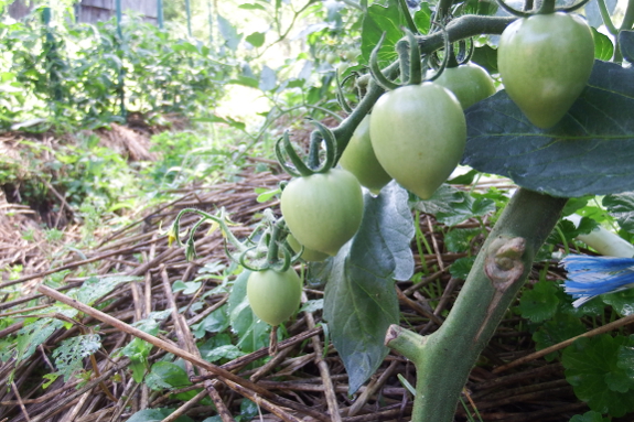 Tomatoes starting to bulk up