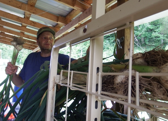 garlic harvest day