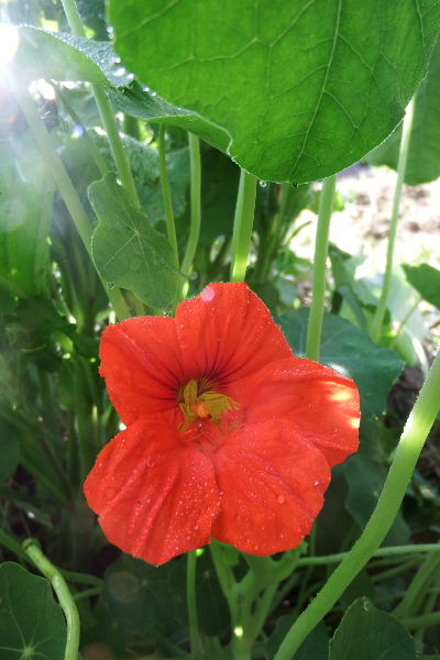 Nasturtium flower