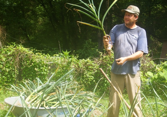 pulling up garlic at harvest time