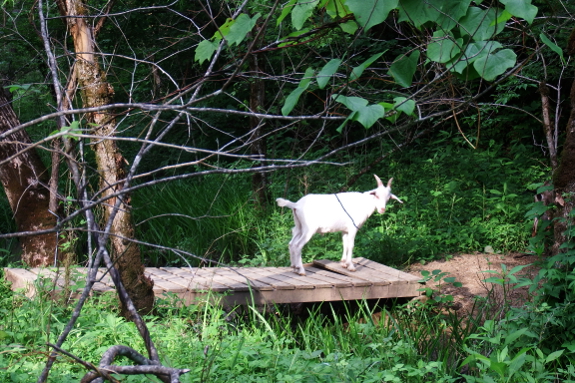 Goat on a bridge