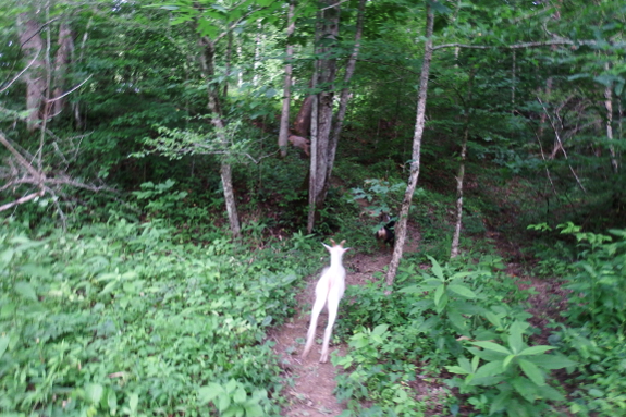 Goats running up a hill