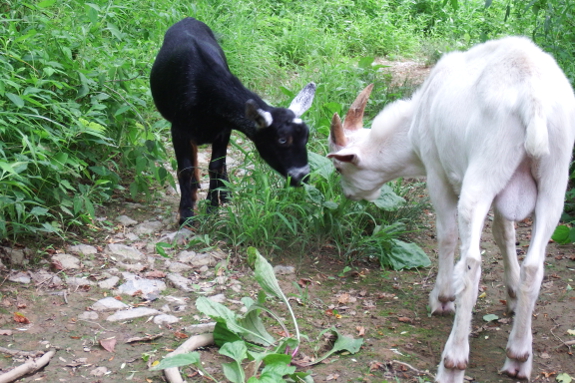 Grazing goats