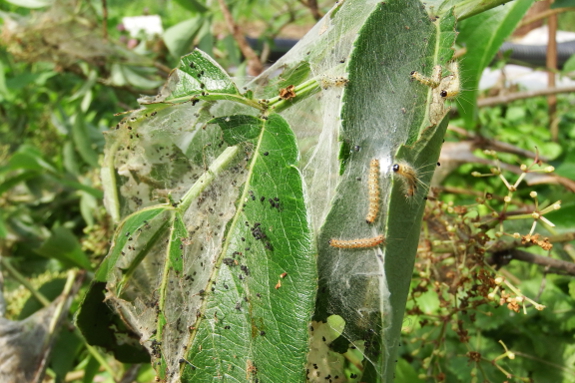 Caterpillar web