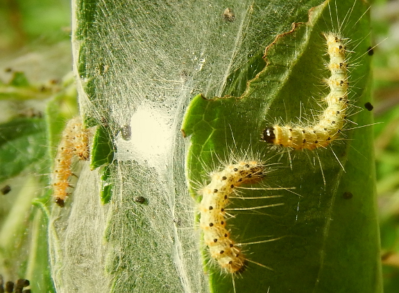 Webworm caterpillar