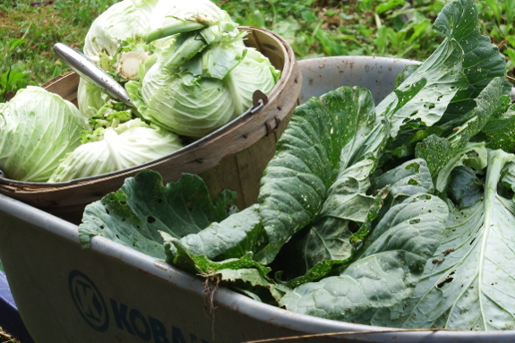 Cabbage harvest